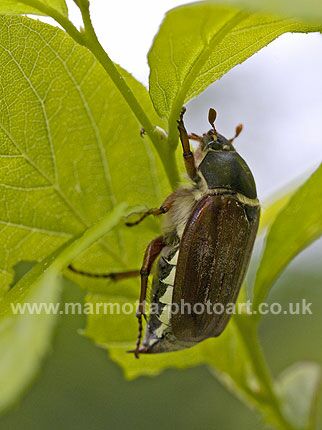 Click to See Next Image