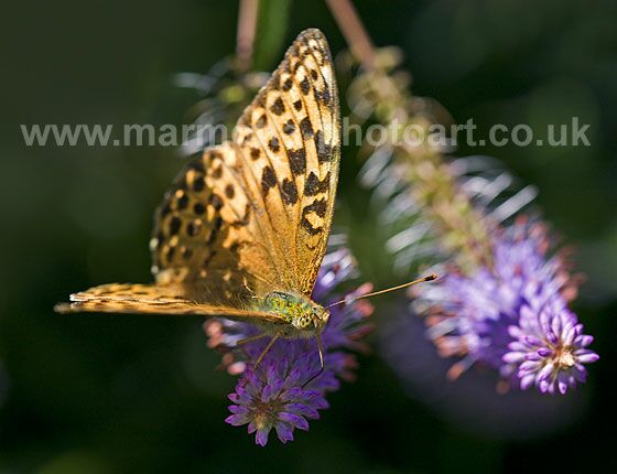 Click to See Next Image