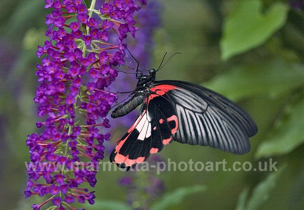 Click to See Next Image