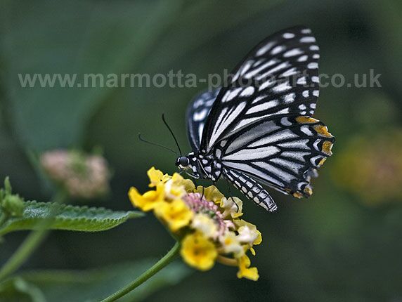 Click to See Next Image