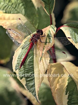 Click to See Next Image