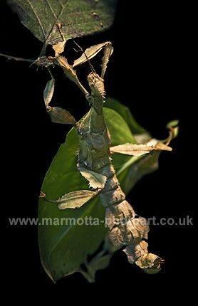 Click to See Next Image