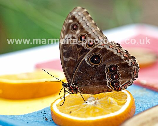 Click to See Next Image