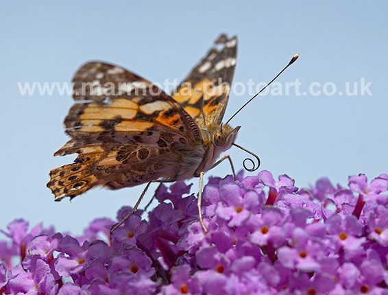 Click to See Next Image