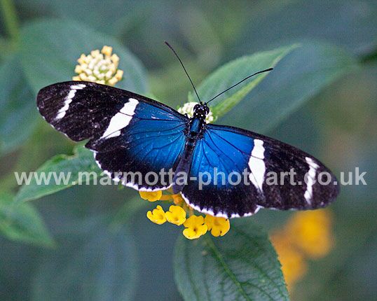 Click to See Next Image