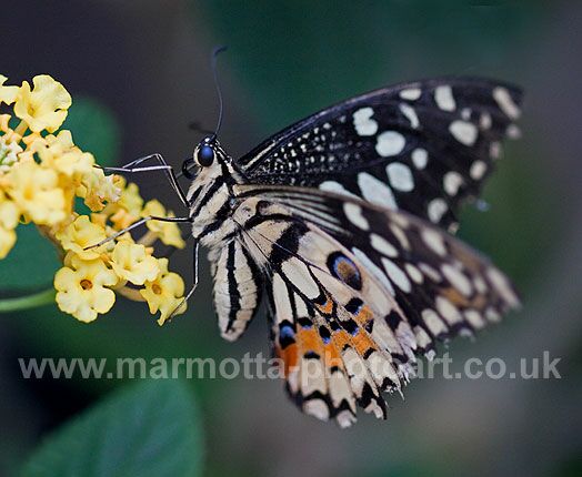 Click to See Next Image