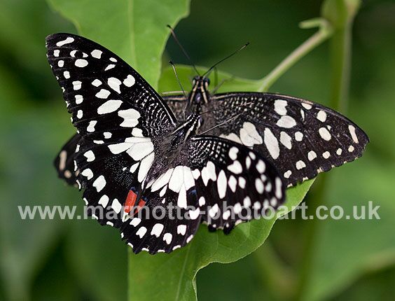 Click to See Next Image