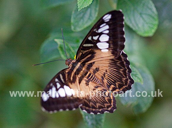 Click to See Next Image