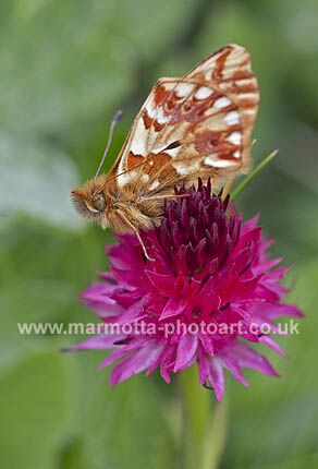 Click to See Next Image