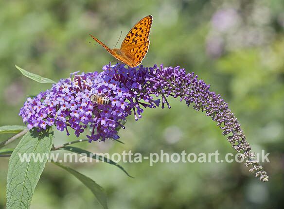 Click to See Next Image