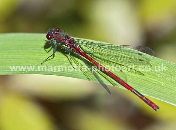 Click to See Next Image