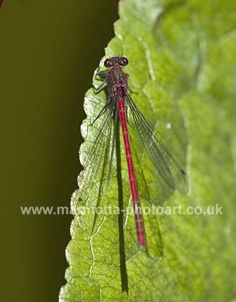 Click to See Next Image