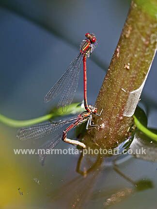 Click to See Next Image