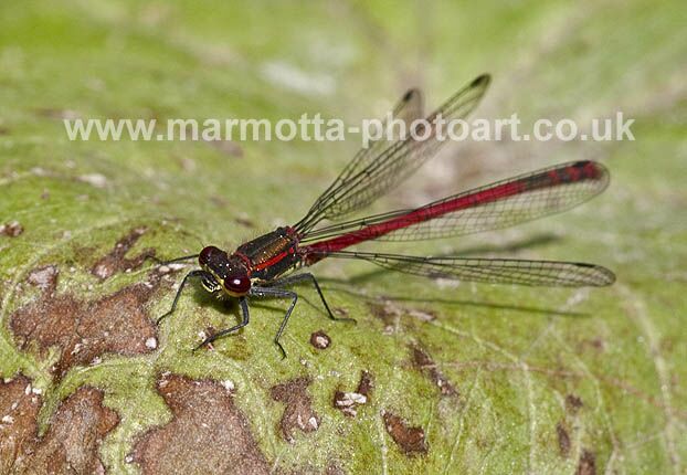 Click to See Next Image