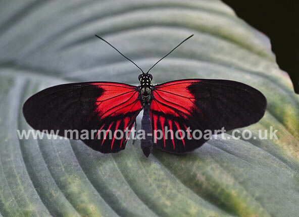 Click to See Next Image