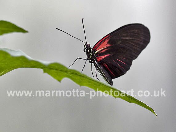 Click to See Next Image