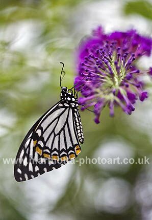 Click to See Next Image