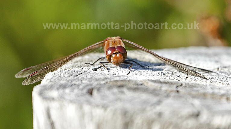 Click to See Next Image