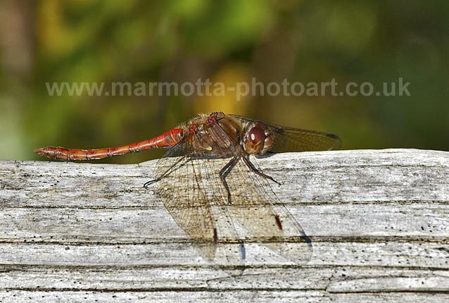 Click to See Next Image