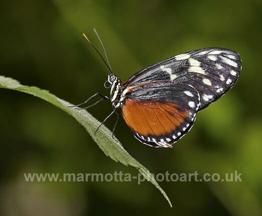 Click to See Next Image