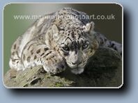 Click to Enlarge
