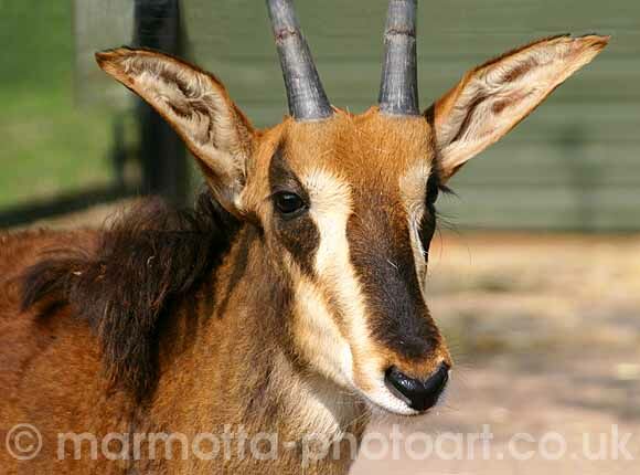 Click to See Next Image