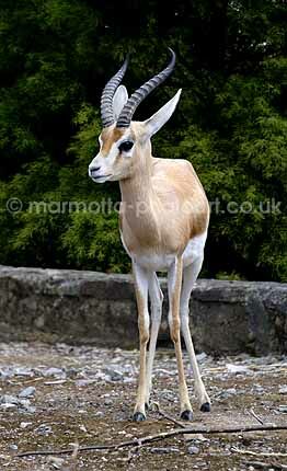 Click to See Next Image