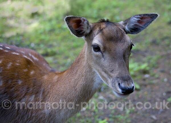 Click to See Next Image