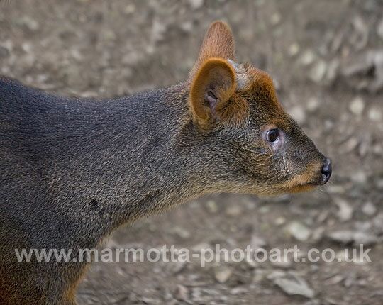 Click to See Next Image