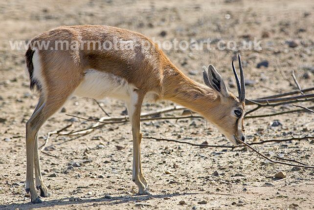 Click to See Next Image