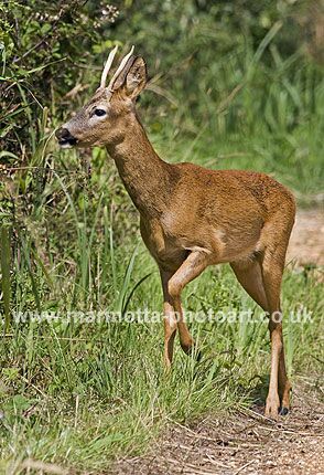 Click to See Next Image