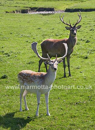 Click to See Next Image