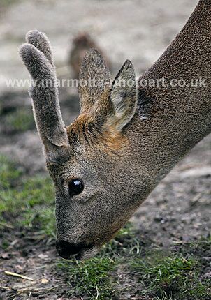 Click to See Next Image