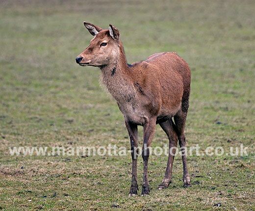 Click to See Next Image