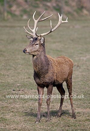 Click to See Next Image