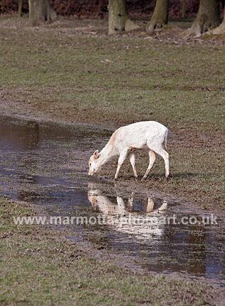 Click to See Next Image