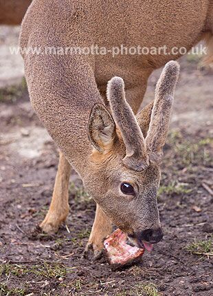 Click to See Next Image