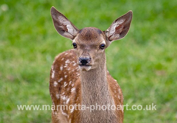 Click to See Next Image