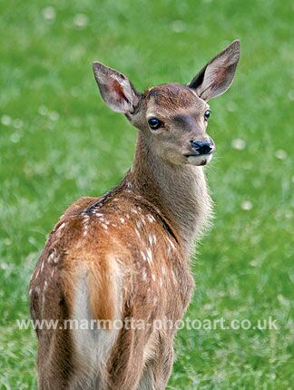 Click to See Next Image