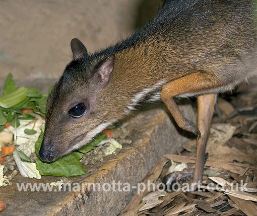 Click to See Next Image