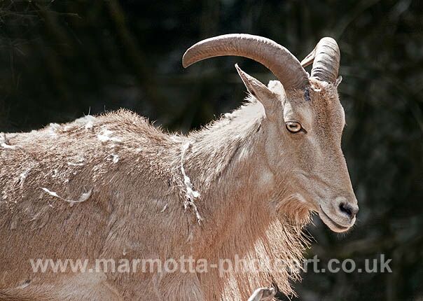 Click to See Next Image