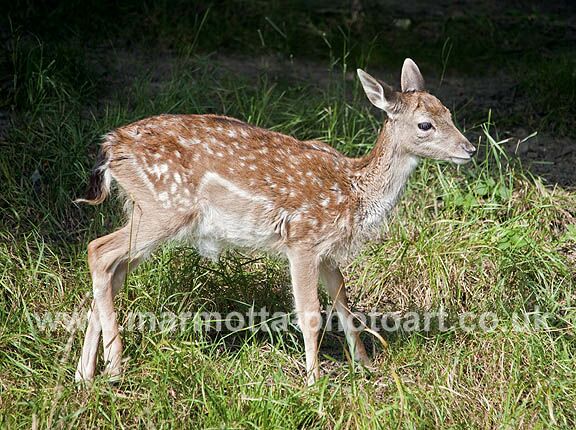 Click to See Next Image