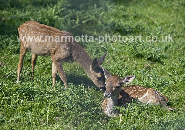 Click to See Next Image