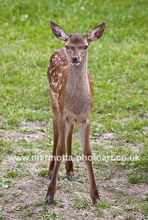 Click to See Next Image