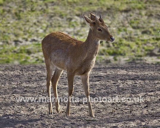 Click to See Next Image