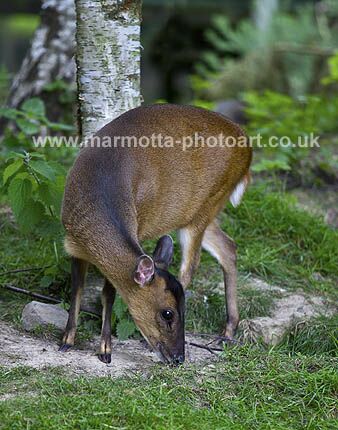 Click to See Next Image