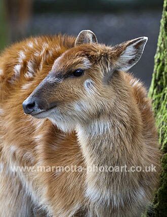 Click to See Next Image