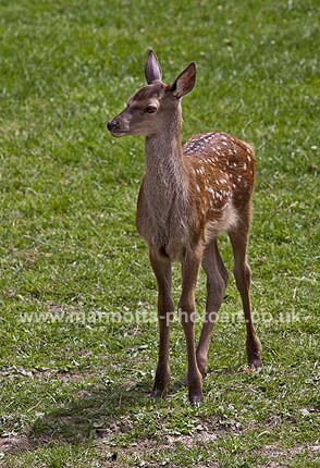 Click to See Next Image