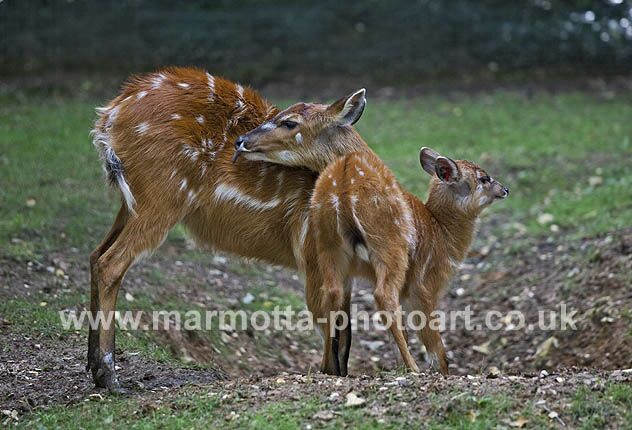 Click to See Next Image