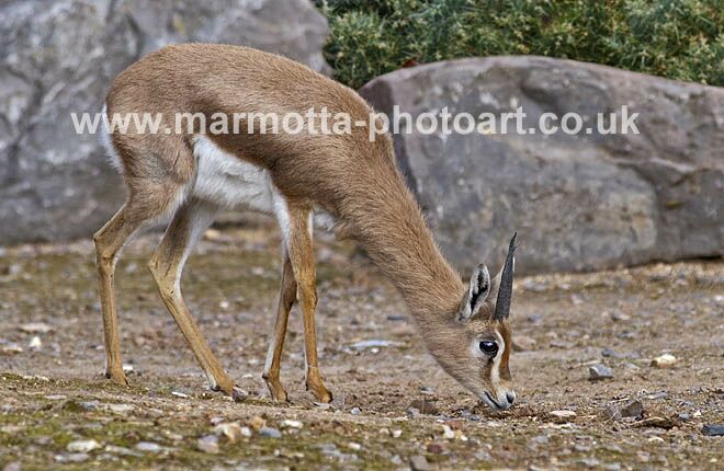 Click to See Next Image